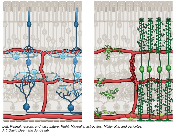 Retinal neurons and vasculature