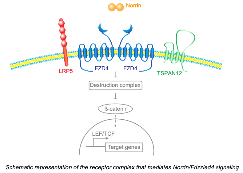 Schematic representation of the receptor complex