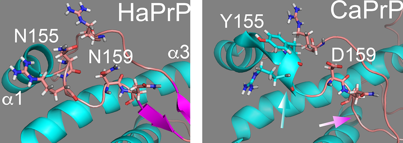 3D structure of the globular domain of the prion protein (PrP) from Hamster and dog .